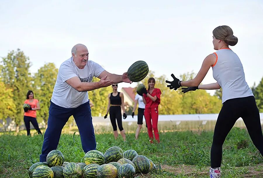 Лукашенко учительницу. Лукашенко собирает арбузы. лукашенко и арбузы. лукашенко собирает арбузы с девушками.