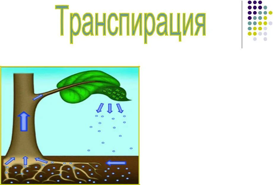 Транспирацию испарение воды. Транспирация испарение воды. Транспирация воды у растений. Испарение воды листьями транспирация. Испарение воды растениями схема.