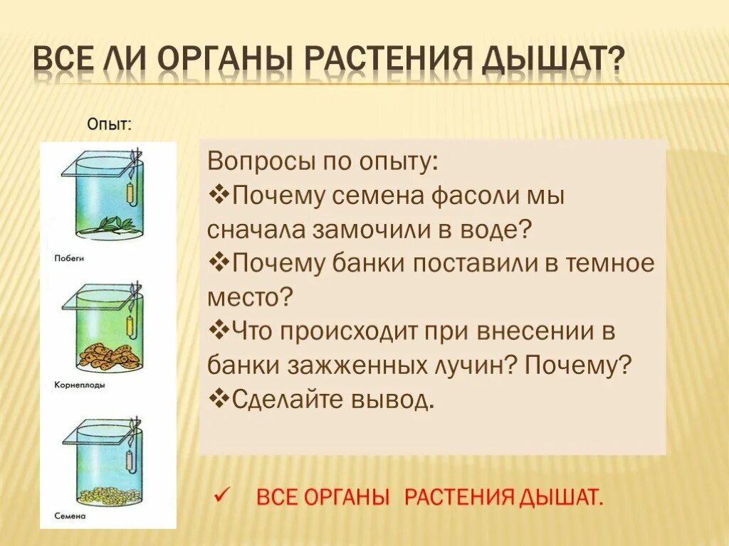 Дыхание растений задания 6 класс. Дыхание растений растений 6 класс биология. Опыт доказывающий дыхание растений. Все ли органы растения дышат. Опыт доказывающий дыхание органов растения.