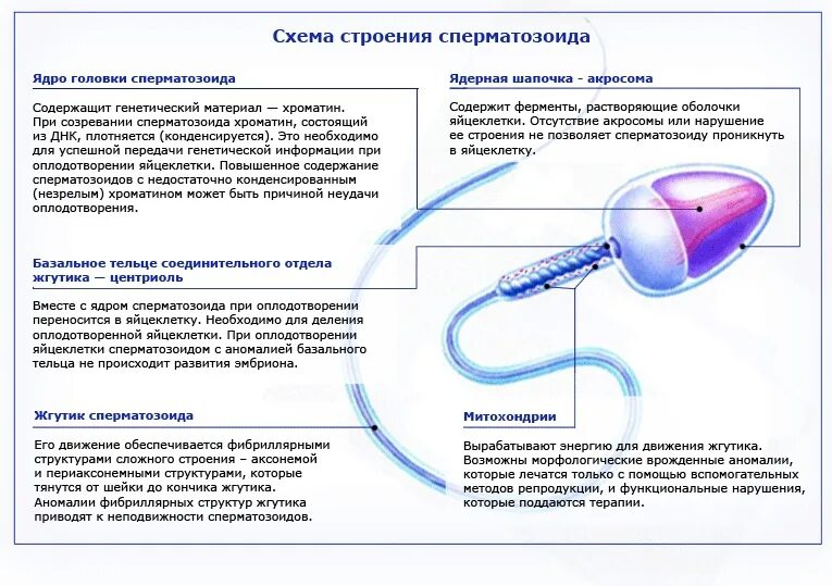 Эритроцит в соленой воде. Клетки макрофагической системы печени. Включения гликогена гистология. Показатели жесткости питьевой воды для tds-3. Объем клеток печени в дистиллированной воде.