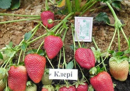 Клубника клери характеристика урожайность сорта и отзывы