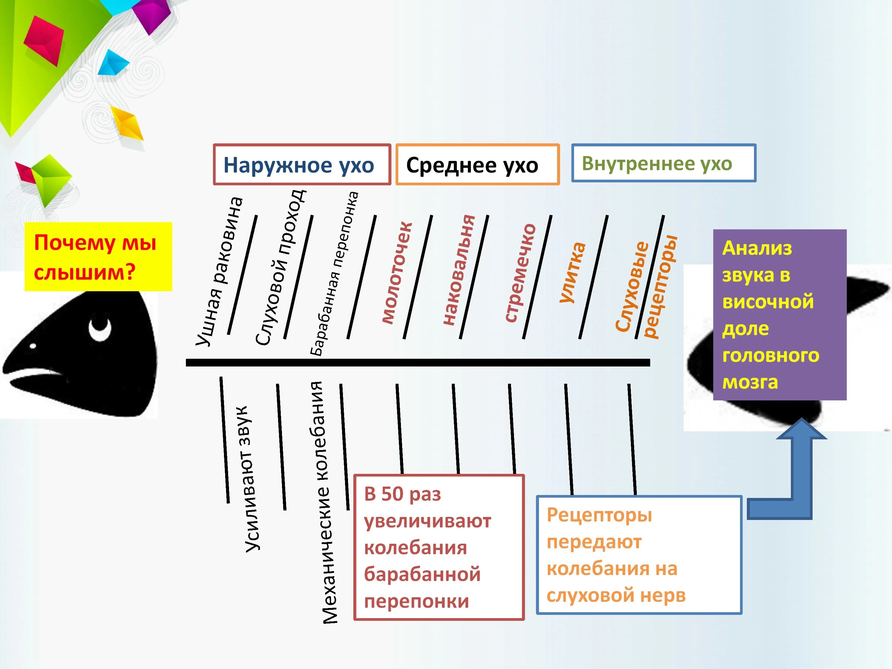 Развитие мышления на уроках биологии. Технологии критического мышления на уроках биологии 6. (логико-смыслового) принципа русской пунктуации примеры.