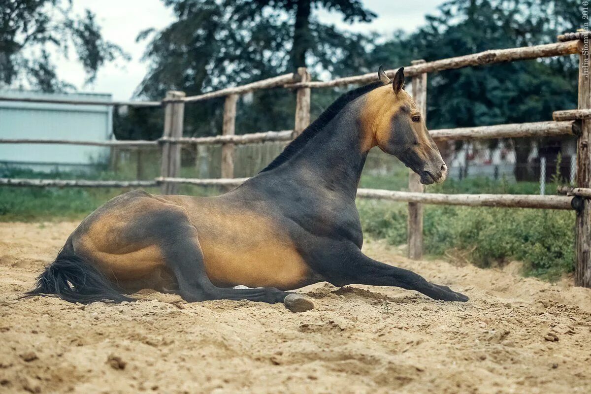Лежачий конь. Лошадь лежит. Сидячая лошадь. Лошадь сидит.