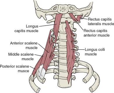 Capitis латынь