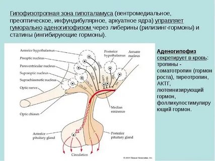 Гормоны гипоталамуса строение