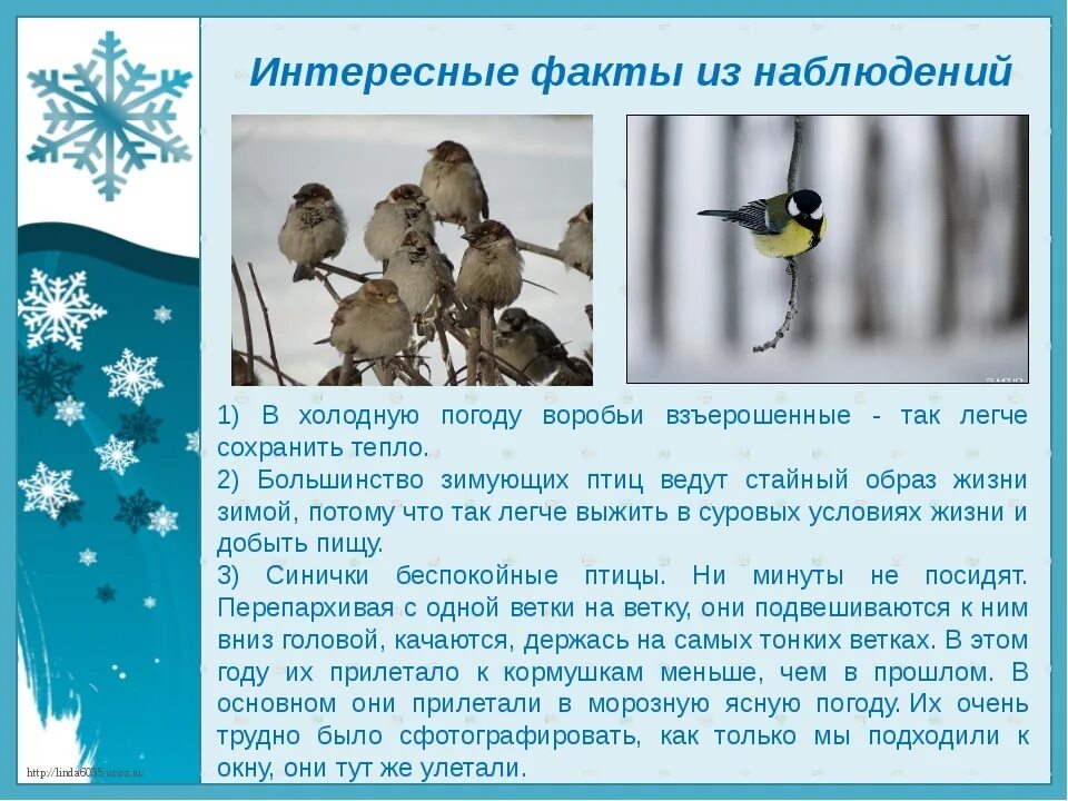 Интересные факты о зимующих птицах. Поведение птиц зимой. Поведение зимующих птиц зимой. Интересные факты о птицах зимой.