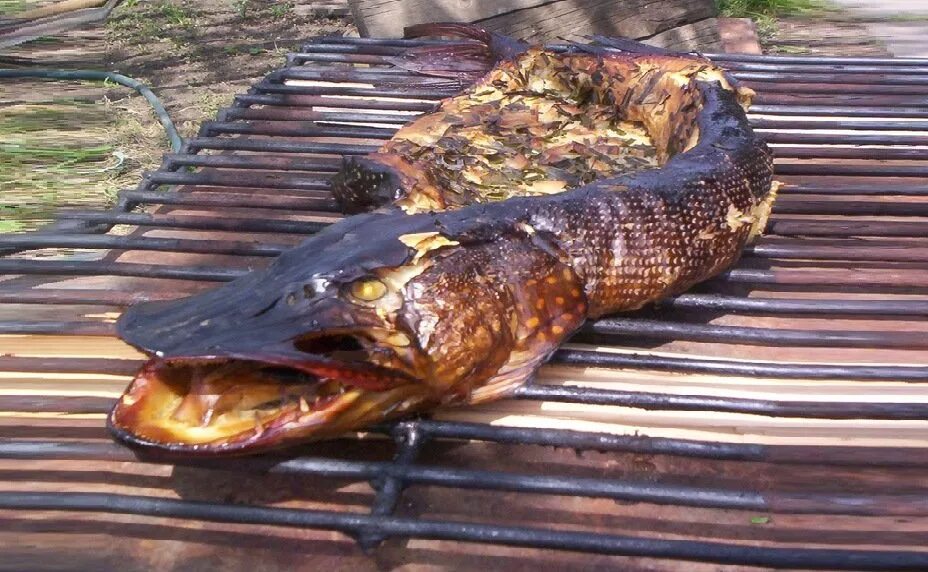 щука горячего копчения. рыбка щука горячего копчения. копченая щука. копченая щука. рыба щука копченая.