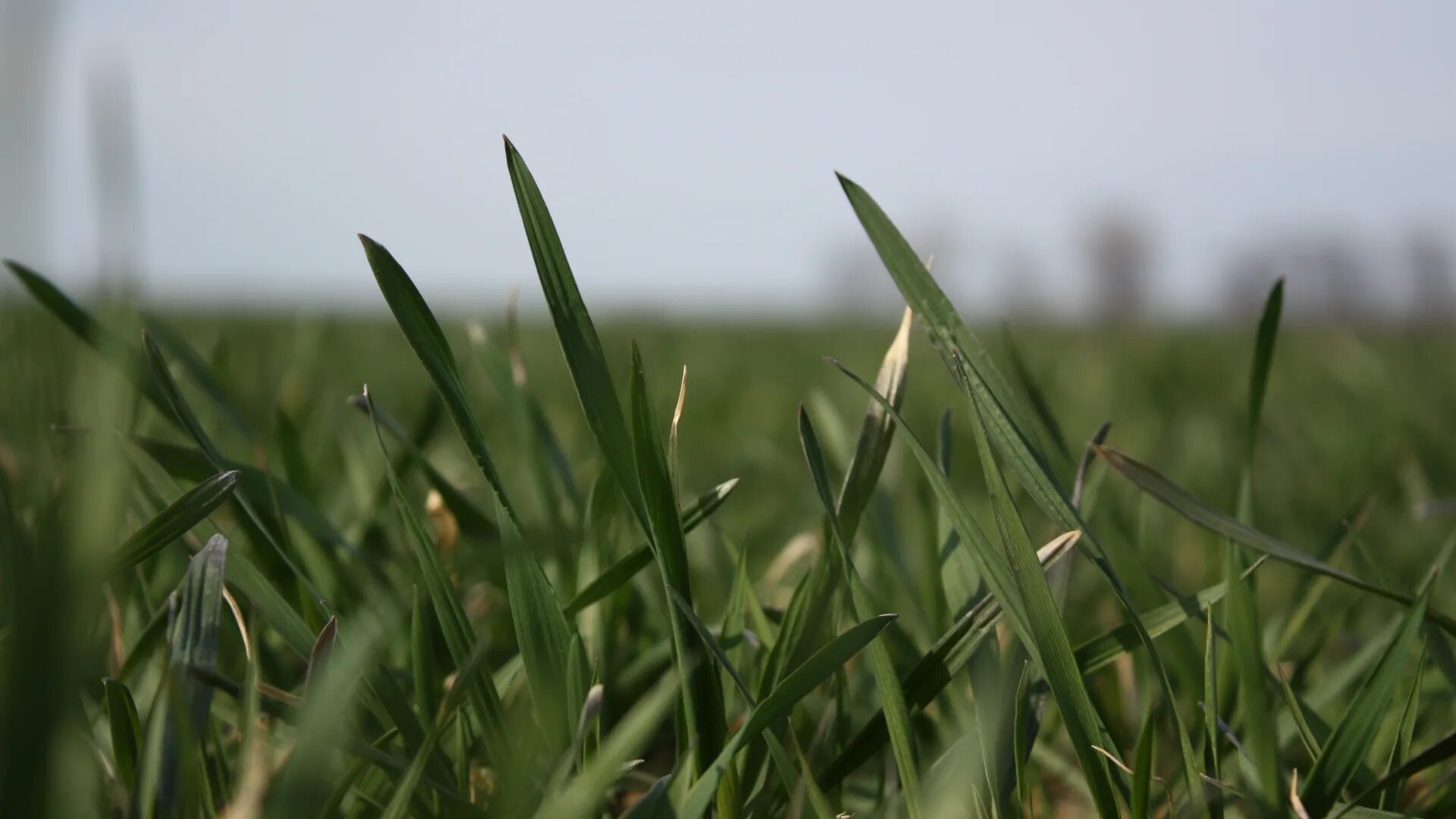 Длинная зеленая трава. Газон текстура. Изумрудная трава. Обои трава. Трава.