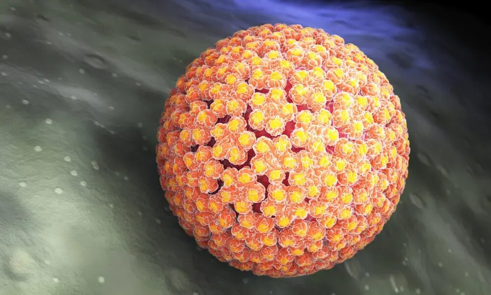 Human papillomavirus 35 типа. Human papillomavirus 35 типа. Human papillomavirus 35 типа. Онкогенные днк вирусы. Human papillomavirus 35 типа.