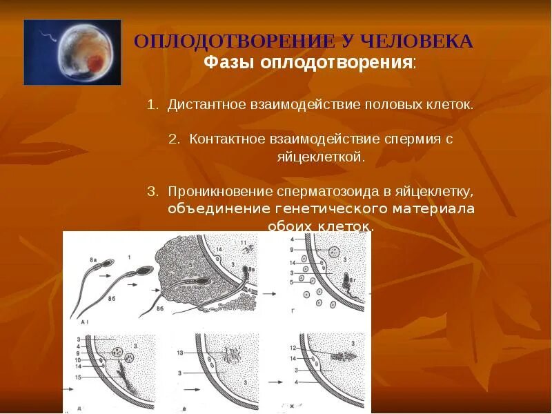 Составляющие оплодотворения. Фазы оплодотворения. фазы оплодотворения у человека. стадия оплодотворения фазы. оплодотворение яйцеклетки у человека.
