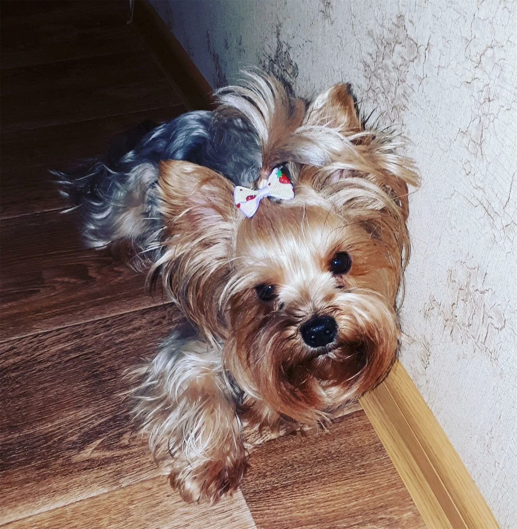 Йоркширский терьер стандарт взрослый. Йорк стандарт девочка. Йоркширский терьер стандарт. Йорк взрослая девочка. Золотой йоркширский терьер стандарт.