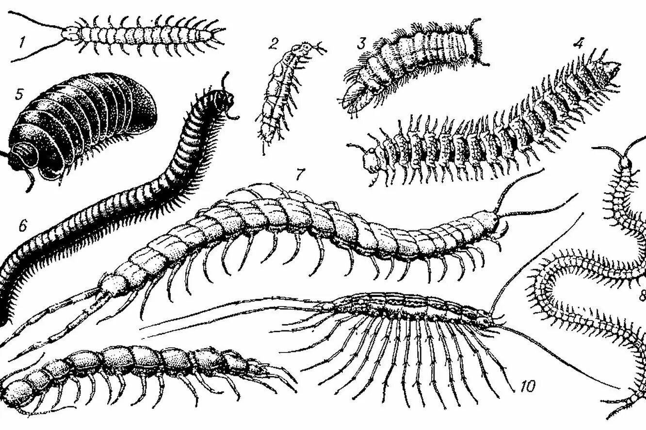 Многоножка кивсяк. Многоножка Millipede. Многоножка сколопендра. Губоногие многоножки представители. Конечности беспозвоночных