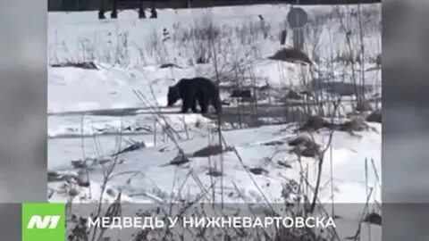 Медведь в якутии 10 ноября 2023