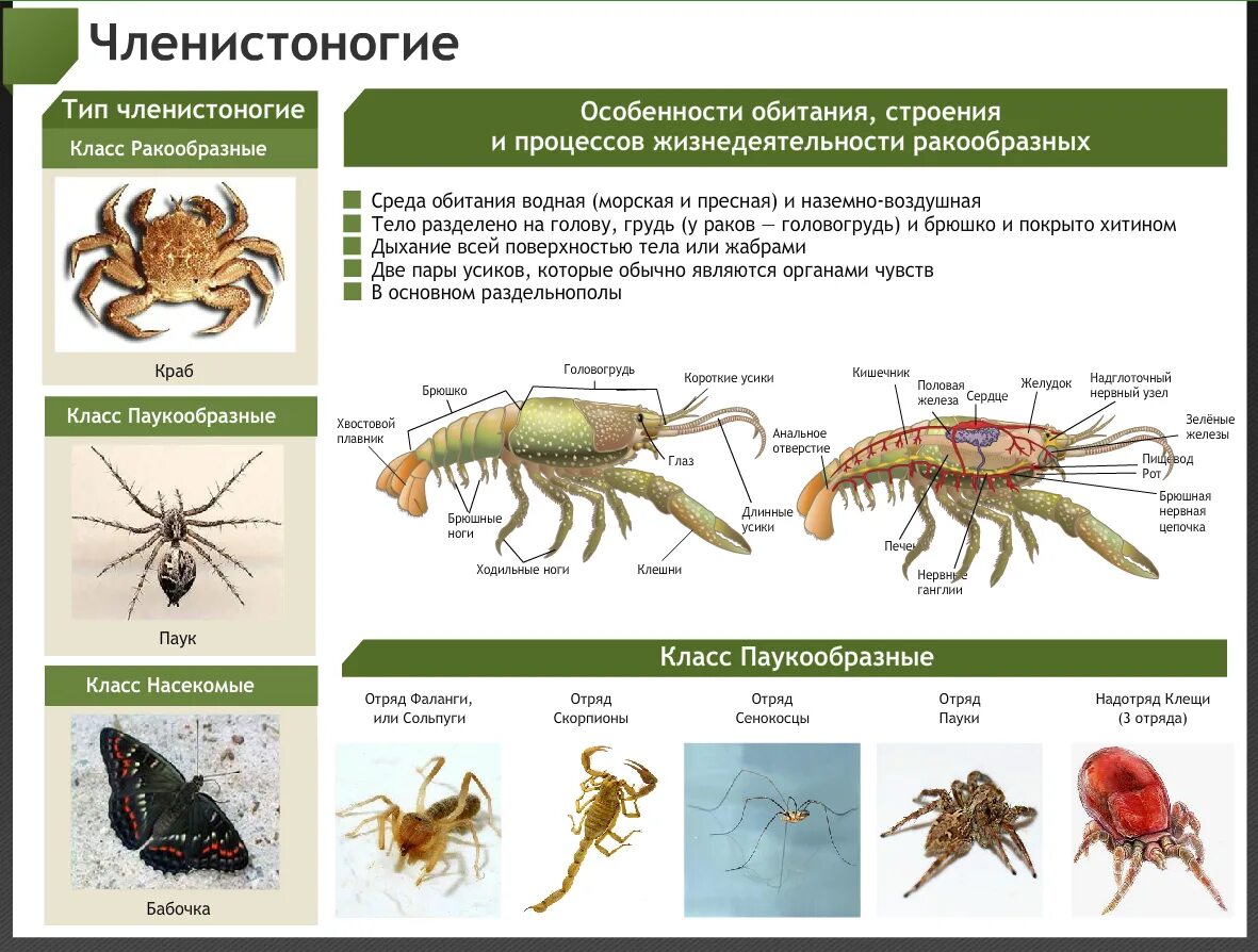 Членистоногие какой тип. Членистоногие внешнее строение. Внешнее строение членистоногих 7 класс биология. Общее строение членистоногих 7 класс. Строение членистоногих ЕГЭ.