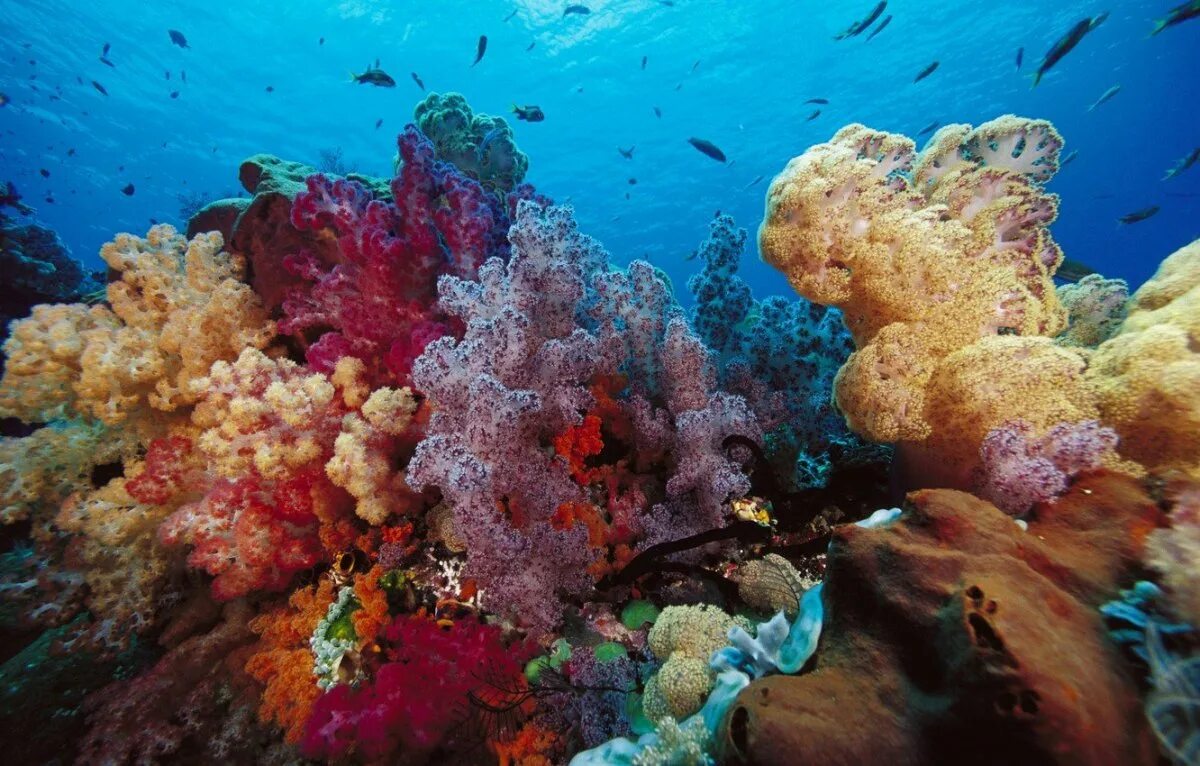 Риф коралловый 54546. Кораллы бентос. Жак Ив Кусто рас Мохаммед. Коралловые рифы красного моря. Картинка на дне моря