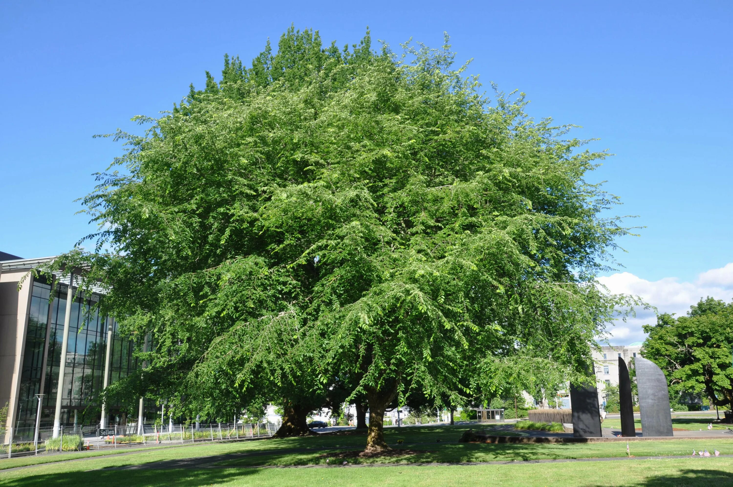 Вяз перистоветвистый карагач. Вяз мелколистный карагач. Вяз мелколистный дерево. Вяз мелколистный (ulmus parvifolia jacq. Вяз приземистый (ulmus pumila l.