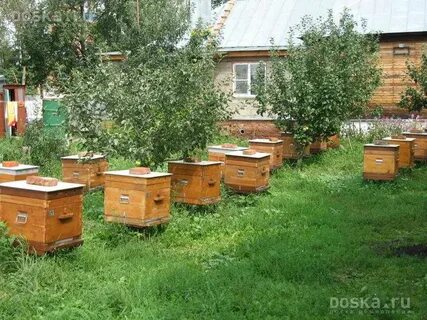 Пчелы тамбовская область