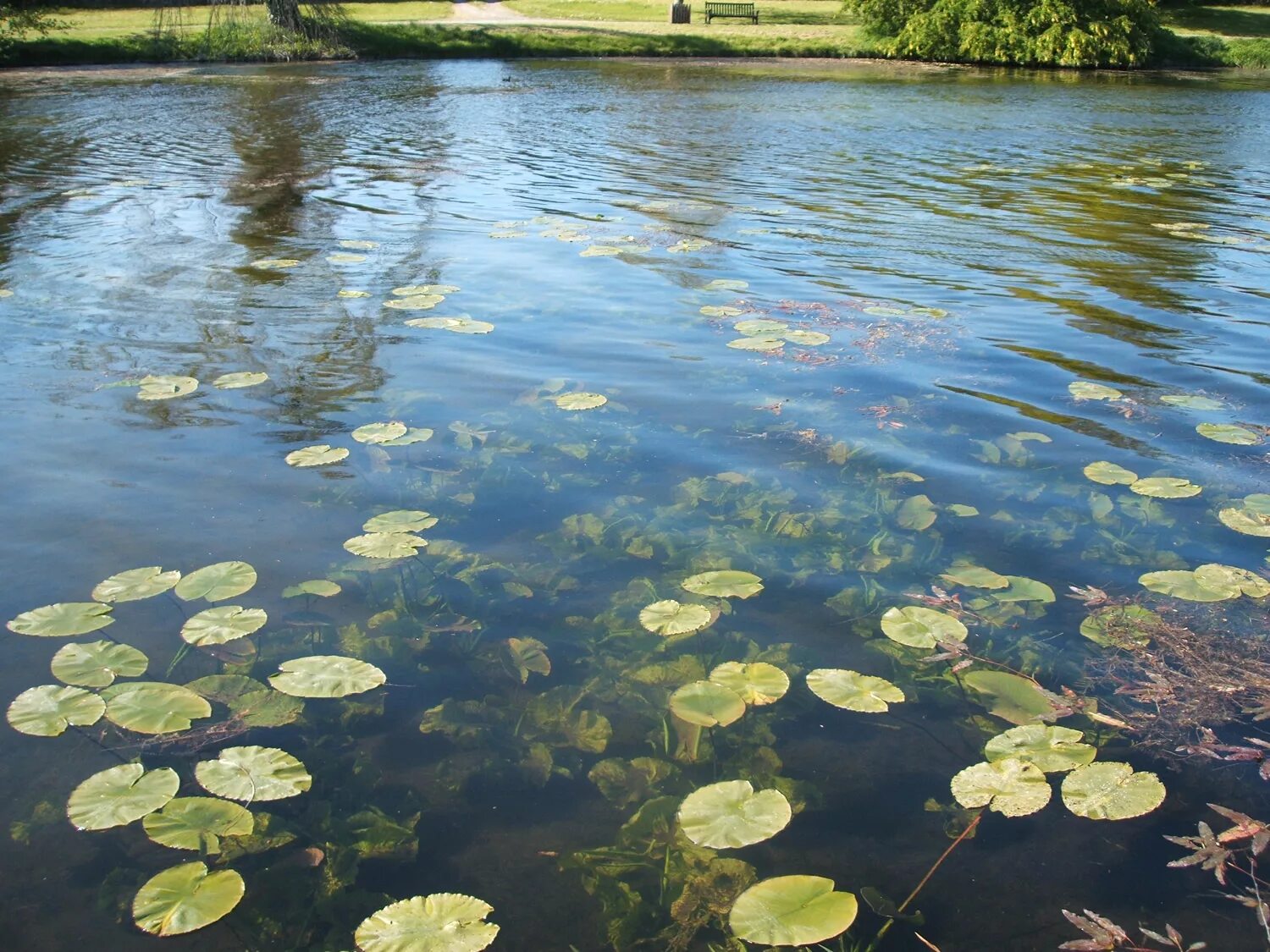 В болоте пресная вода. Кувшинки на Введенском монастыре. Озеро Селигер кувшинки. Нововведенский монастырь озеро кувшинки. Белое озеро Селигер кувшинки.