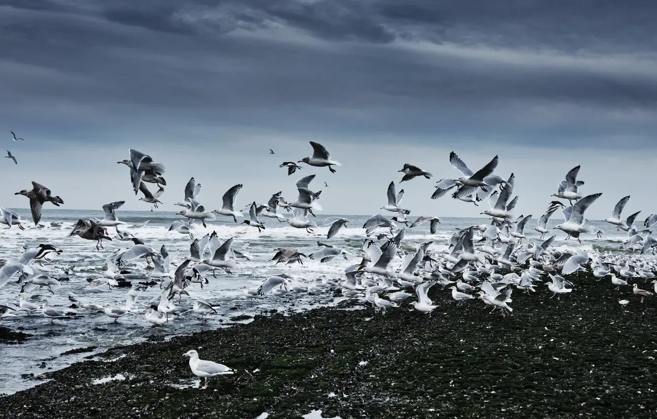 Seabirds it seems
