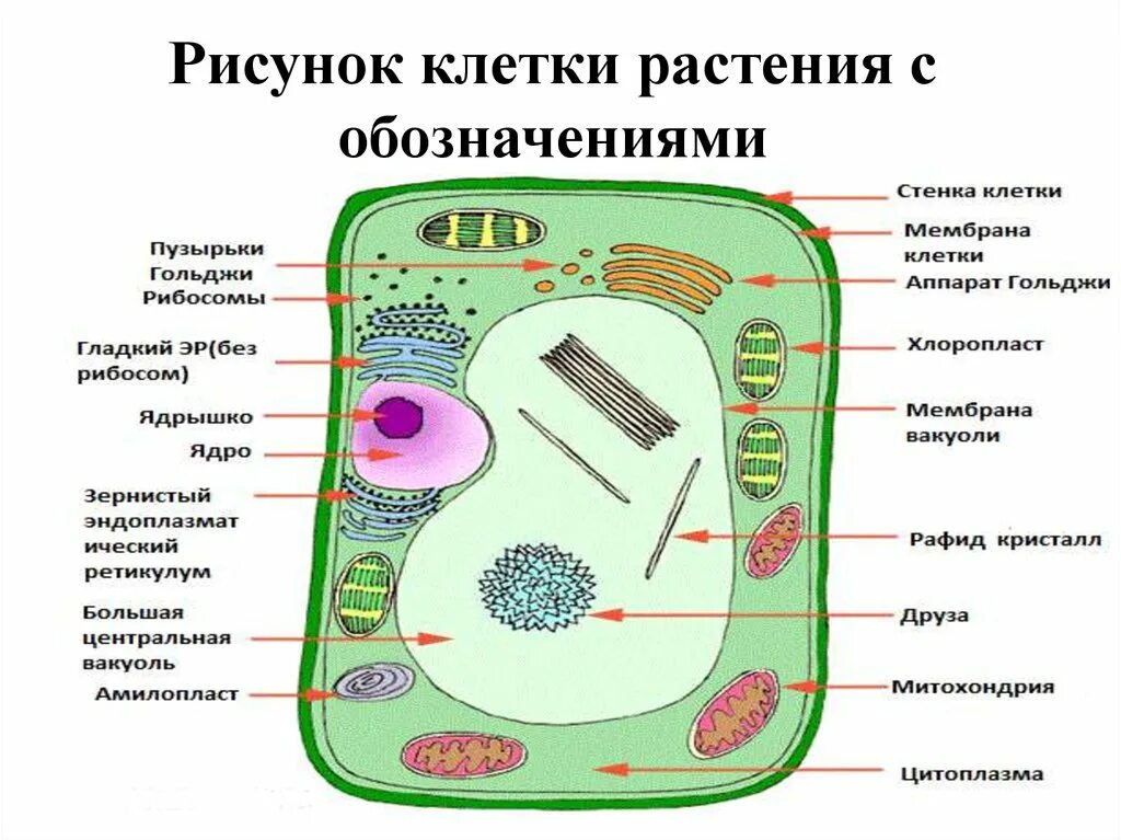Растительная клетка относится. Схема органелл растительной клетки строение. Органоиды растительной клетки схема. Растительные клетки строение растительной клетки. Структура растительной клетки рисунок.