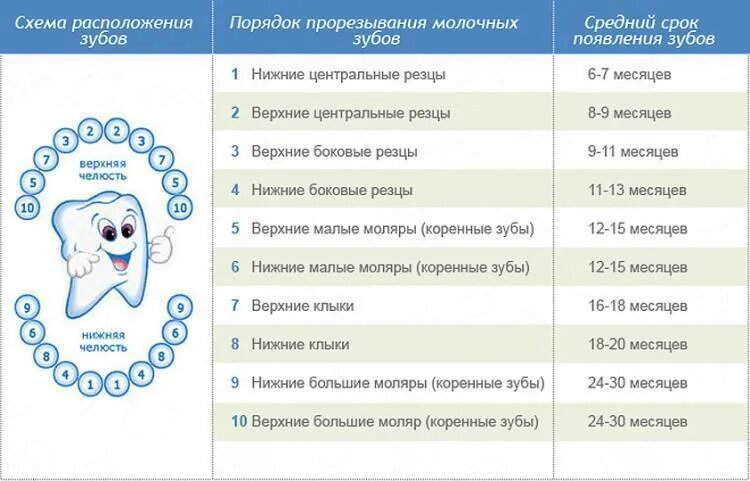 Когда вырастут зубы у ребенка молочные. Зубы у детей порядок прорезывания до года. порядок прорезывания зубов у детей схема до года. схема прорезывания молочных зубов у детей до 2 лет. прорезывание молочных зубов схема у детей последовательность.