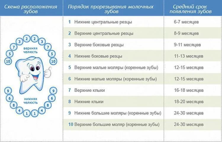 Порядок прорезывания зубов у малышей. Порядок прорезывания зубов у малышей до года. Поочередность прорезывания зубов у детей до года. Схема прорезывания зубов у грудничков по месяцам таблица. В каком возрасте растут зубы у детей