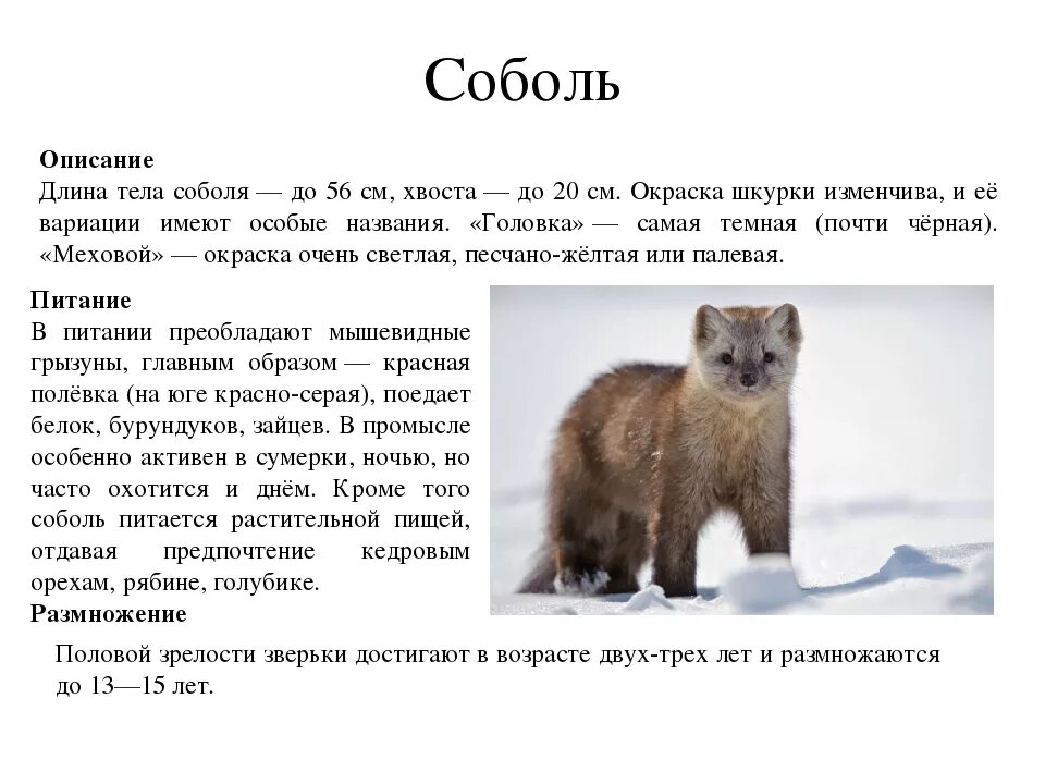 Сообщение про соболя питание. Баргузинский соболь обитание. Соболь краткое описание. Интересные факты о соболе. Соболь рассказ.