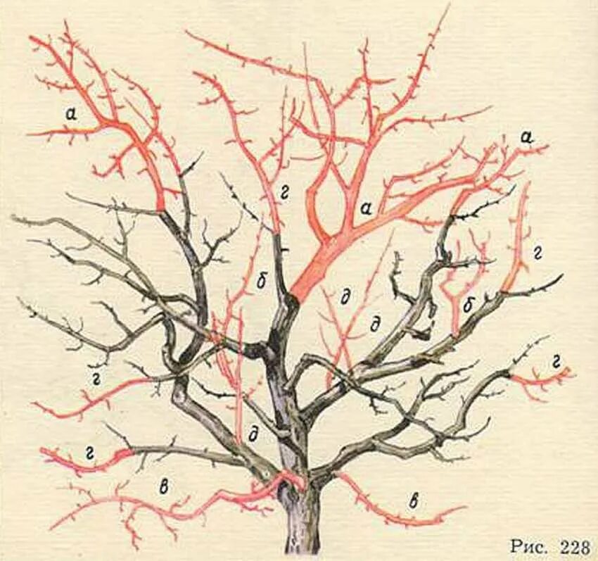Омолаживающая обрезка яблони весной. Скелетные ветви яблони. Осенняя обрезка вишни черешни осенью. Обрезаем вишню осенью схема. Как обрезать старые деревья