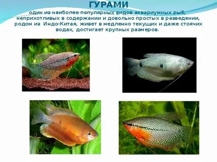 Аквариумные рыбки описание видов