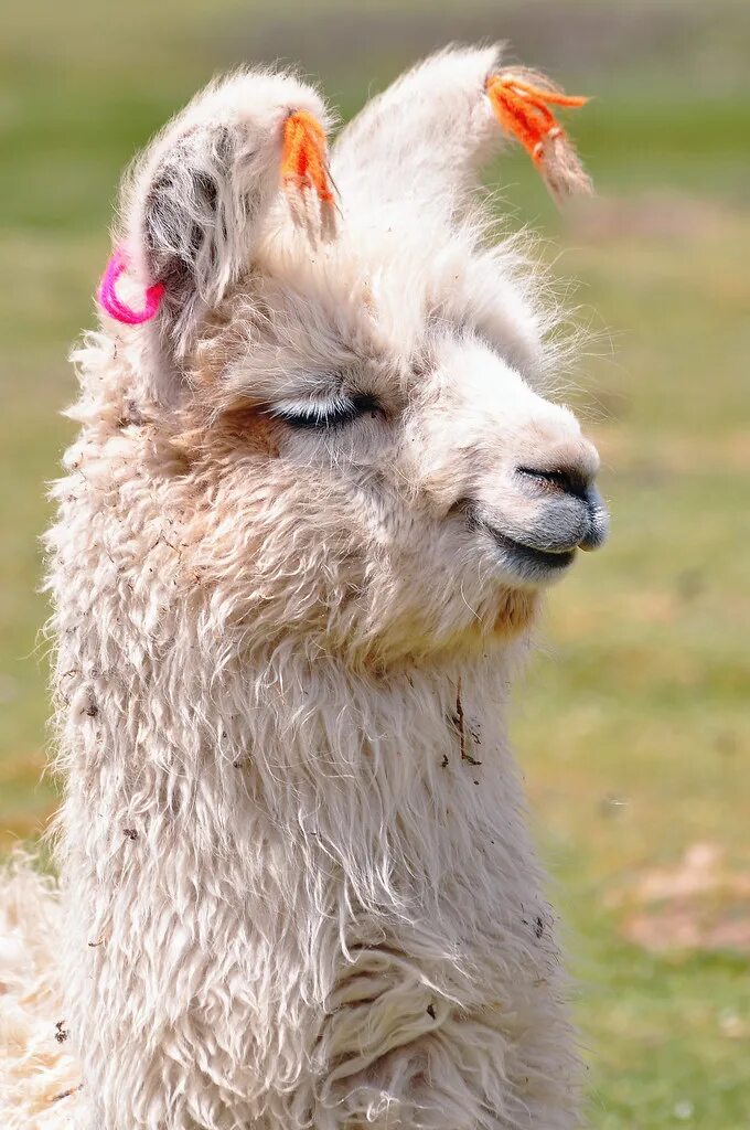 Llama2