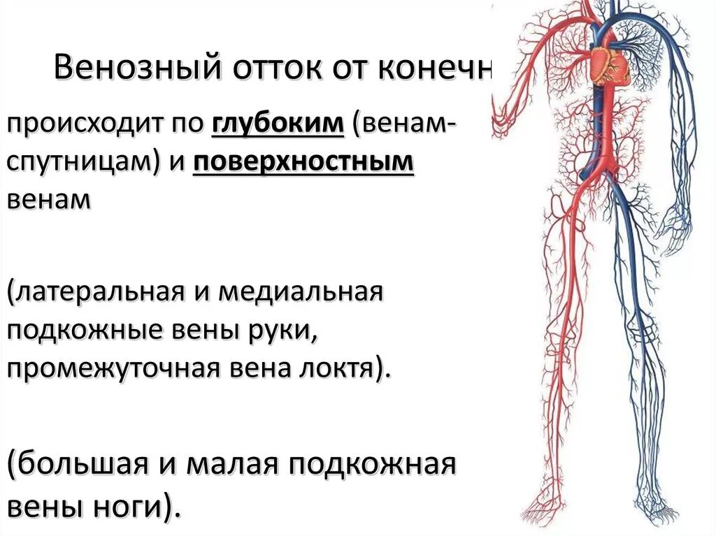 Венозный отток от. Отток венозной крови от конечностей. Венозный отток нижних конечностей.