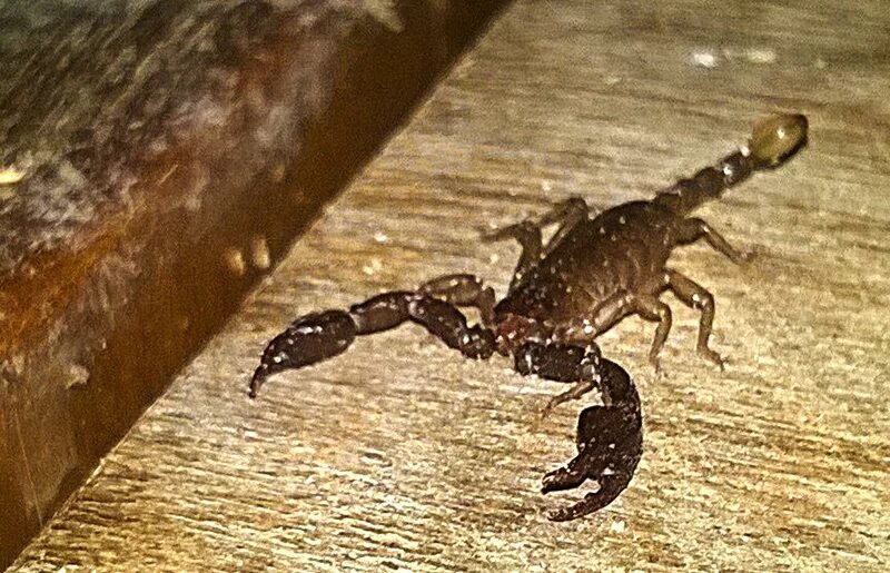 первый дом в скорпионе