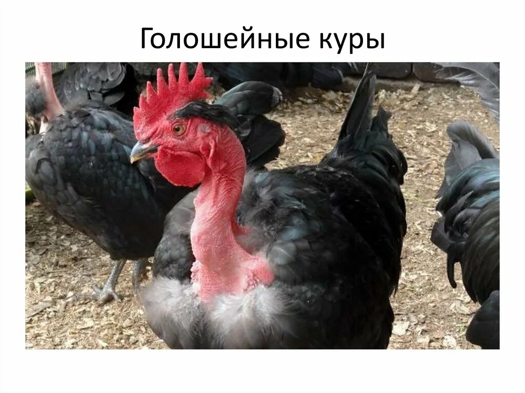 Петухов голошеек