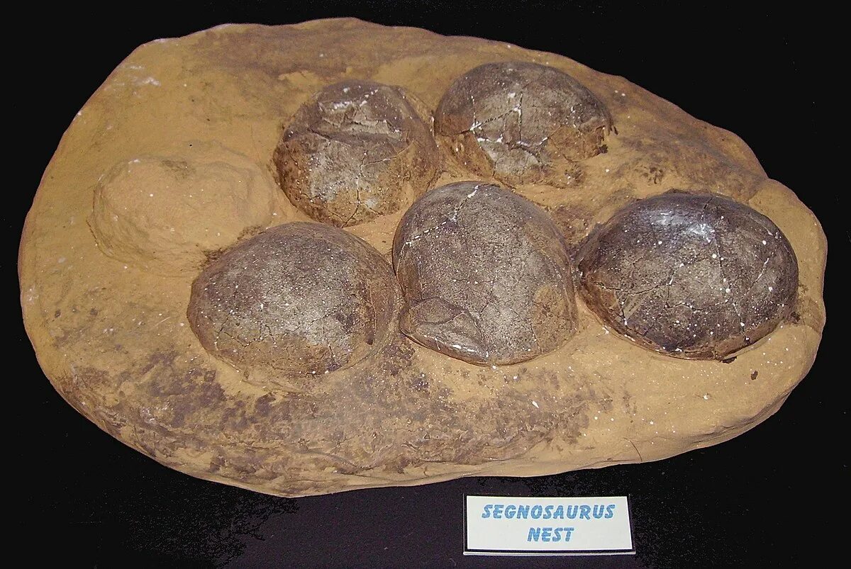 Яйцо динозавра окаменелость. The earliest eggs were. Яйцо динозавра окаменелость. Окаменелые эмбрионы динозавров. Яйцо динозавра окаменелость.