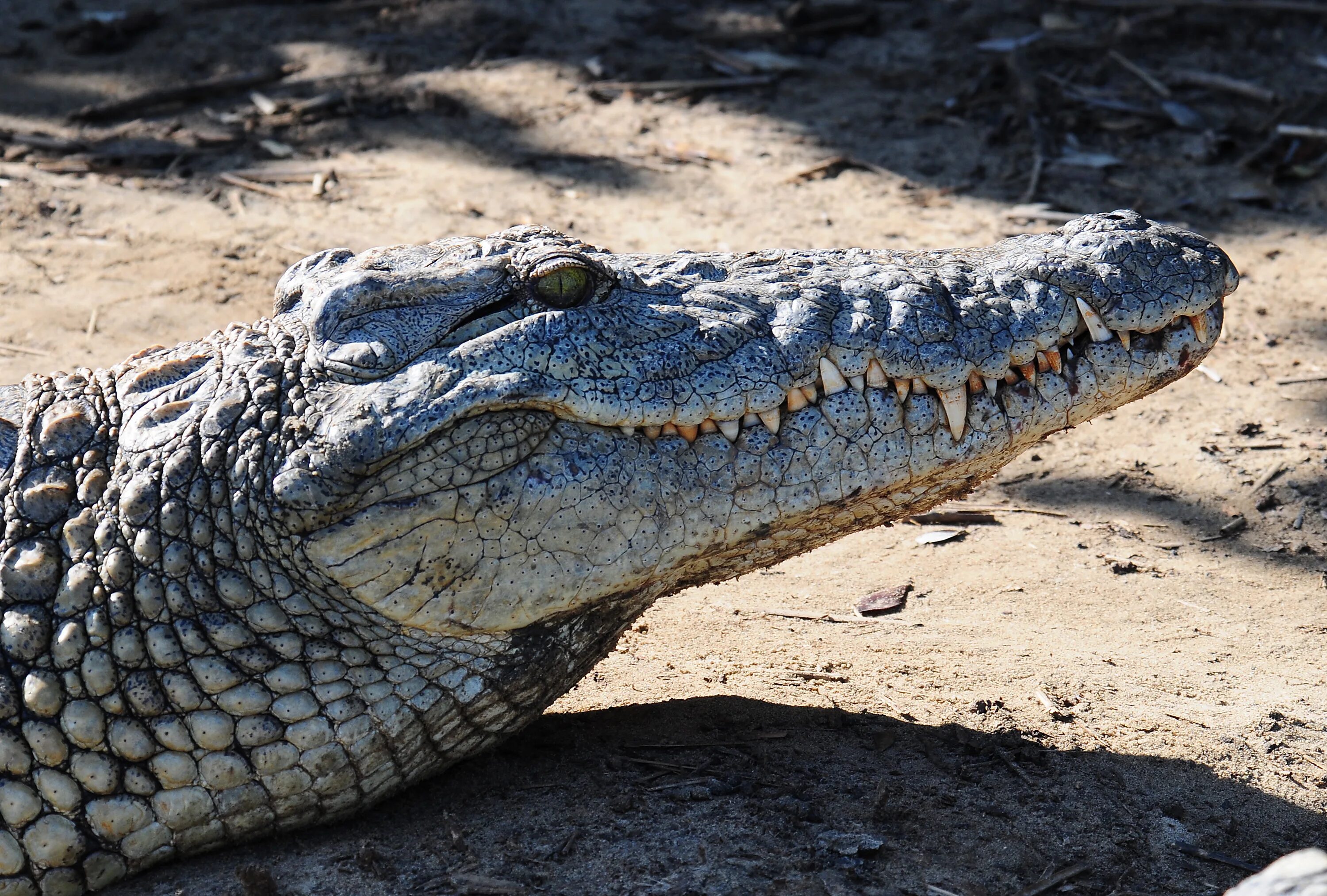 Кайман vs аллигатор. Мадагаскарский рогатый крокодил. Разница крокодила и аллигатора и каймана. Крокодил и аллигатор разница. Крокодил аллигатор кайман.