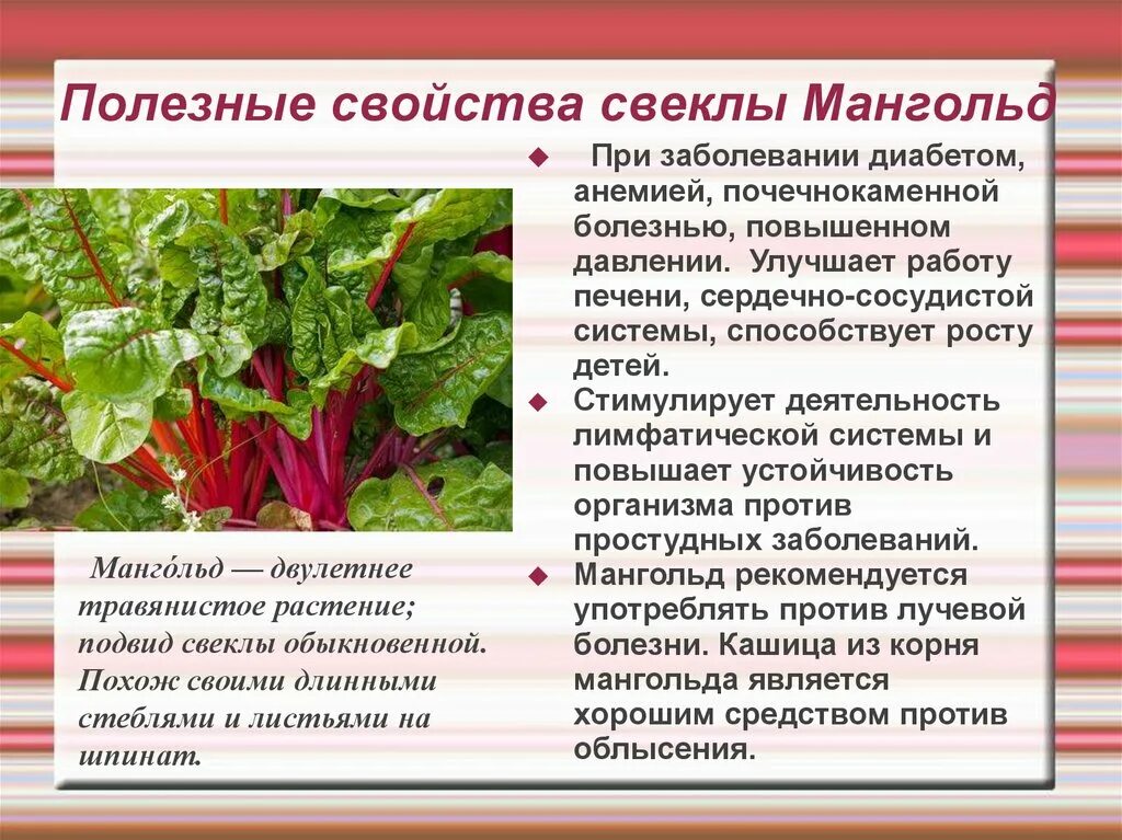 Листовая свекла мангольд. Ботва свеклы мангольд. Виды свеклы мангольд. Свекольная трава мангольд. Свекла кормящей маме можно