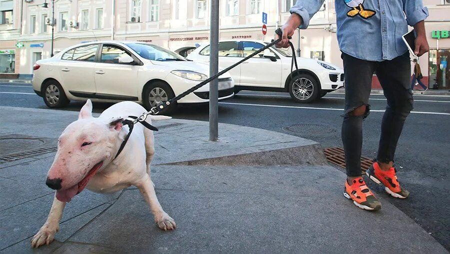 выгул слб собак без намордника. выгул собак. правильный выгул собак. собака без намордника в общественном месте. закон о намордниках для собак.
