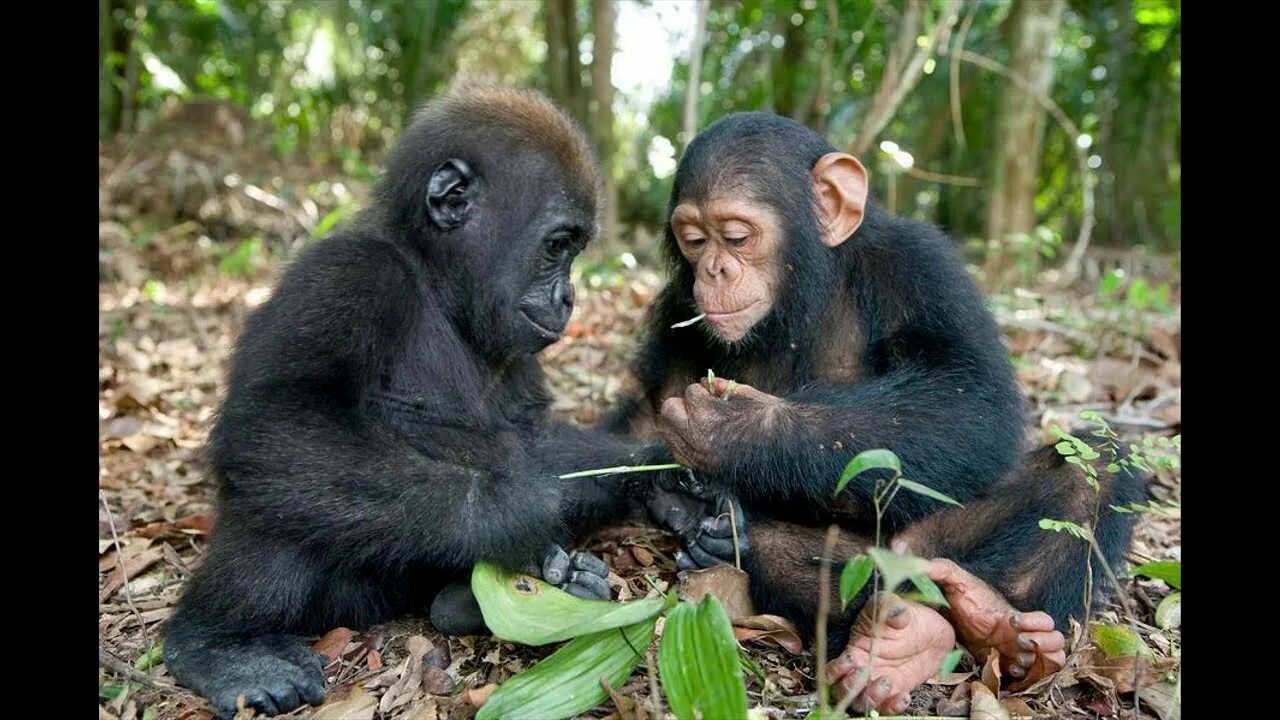 After monkeys