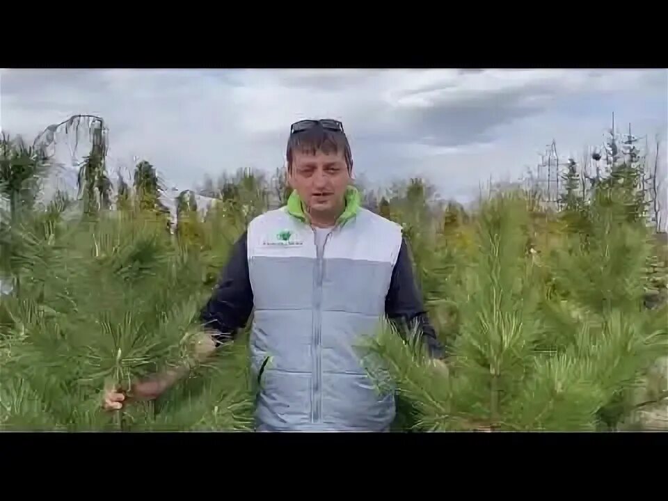 Питомник рождествено каталог. Питомник рождествено. питомник рождествено дмитровский. рождествено питомник растений в дмитровском районе.