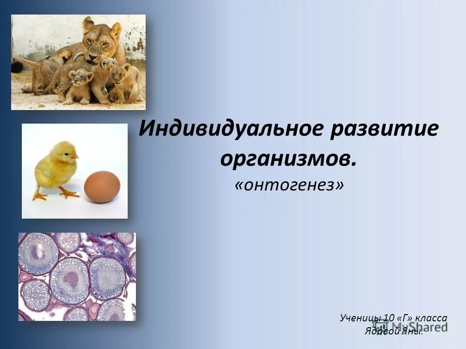 Индивидуальное развитие организма. Индивидуальное развитие организма онтогенез. Онтогенез индивидуальное развитие человека. Индивидуальное развитие организма презентация. Основные этапы развития организмов