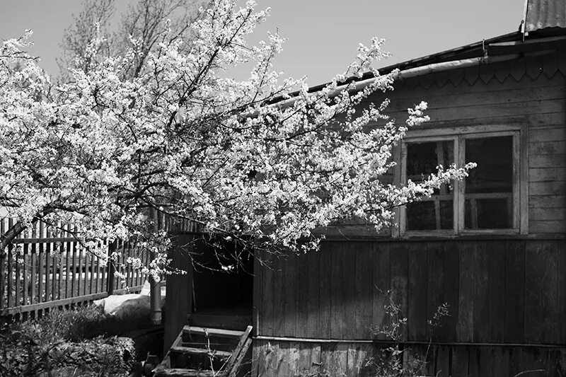 Старый обширный тянувшийся позади дома сад выходивший. Мой старый сад. Сад воспоминаний. Старые дома для воспоминания. Старый сад черно белое.