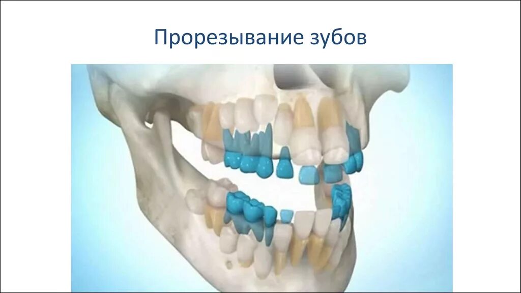 Коренной зуб в челюсти. Челоюсть смолочными зубами.