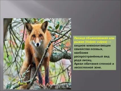 Описание лисицы обыкновенной по следующему плану