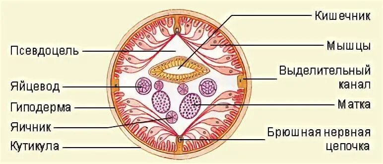 Тело нечленистое округлое поперечное. Поперечный срез аскариды человеческой. Круглые черви строение поперечный разрез. Аскарида поперечный срез строение. Круглые черви поперечный срез.