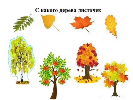 Ни с какого дерева