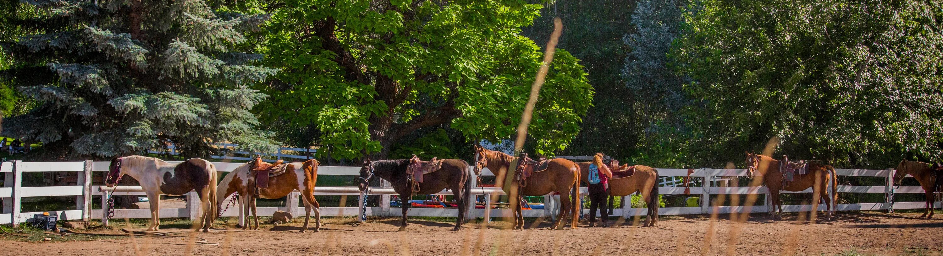 Horse Camping Тойбохой.