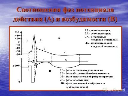 График соотношения возбуждения и возбудимости
