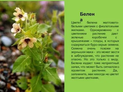 Белена перевод