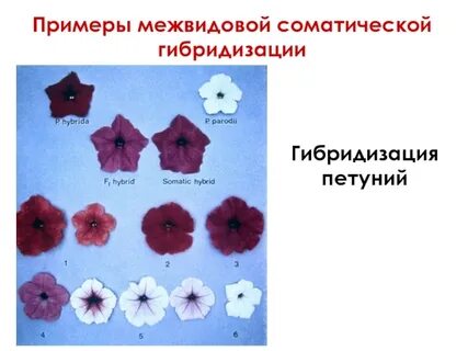 Соматическая гибридизация