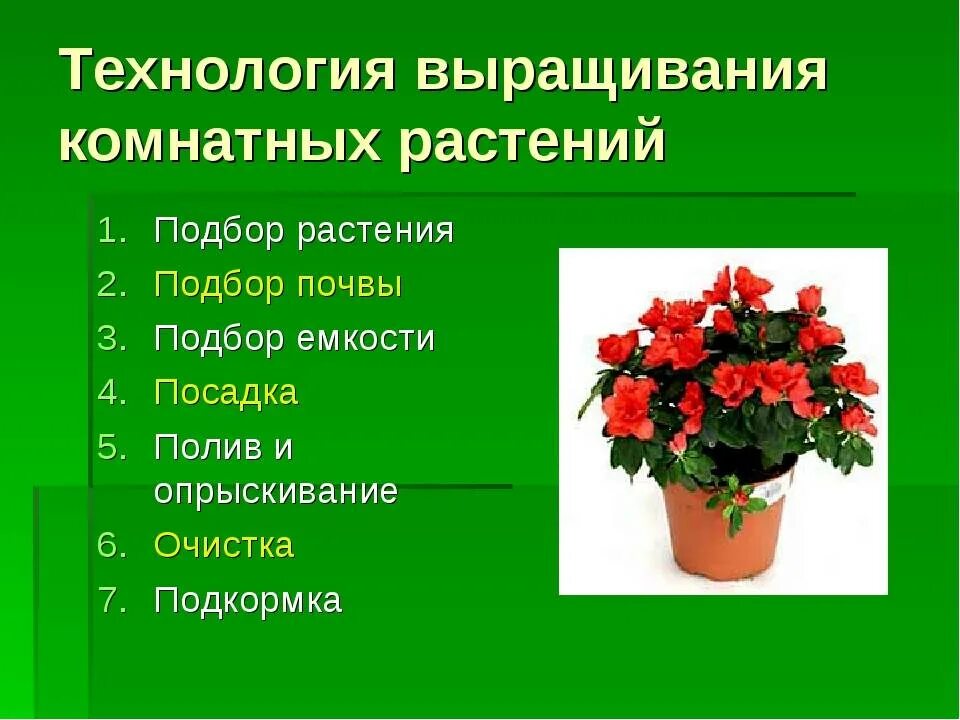 Условия содержания комнатного растения. Комнатные растения. Проект на тему комнатные цветы. Технология выращивания комнатных цветов. Комнатные растения технология.